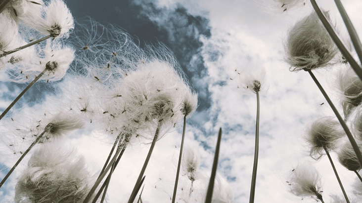 strong-winds-disrupting-field